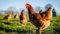Chicken Bingo is sure fire hit in Waterford but 'eggxtraordinary' lack of 'Number 2s'