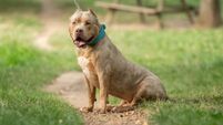 Council in Waterford told that dog warden powers are limited