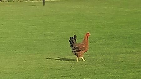 Chicken Bingo participant flies the coup