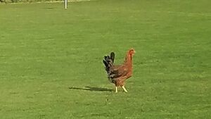 Chicken Bingo participant flies the coup