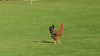 Chicken Bingo participant flies the coup