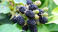 Púca slime and blackberry picking