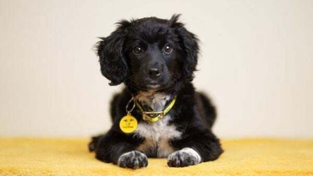 Ireland's first ever 'Dog Census' is launched