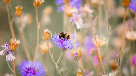 Green Fingers: The garden is still buzzing