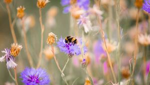 Green Fingers: The garden is still buzzing Green Fingers: The garden is still buzzing