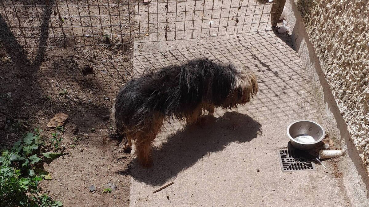 Woman banned from owning a dog for life after conviction for 'appalling' neglect