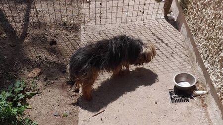 Woman banned from owning a dog for life after conviction for 'appalling' neglect