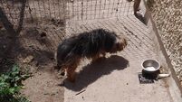 Woman banned from owning a dog for life after conviction for 'appalling' neglect 