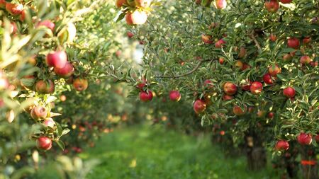 Green Fingers: How to be fruitful with apples in your garden