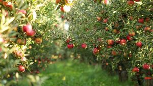 Green Fingers: How to be fruitful with apples in your garden Green Fingers: How to be fruitful with apples in your garden