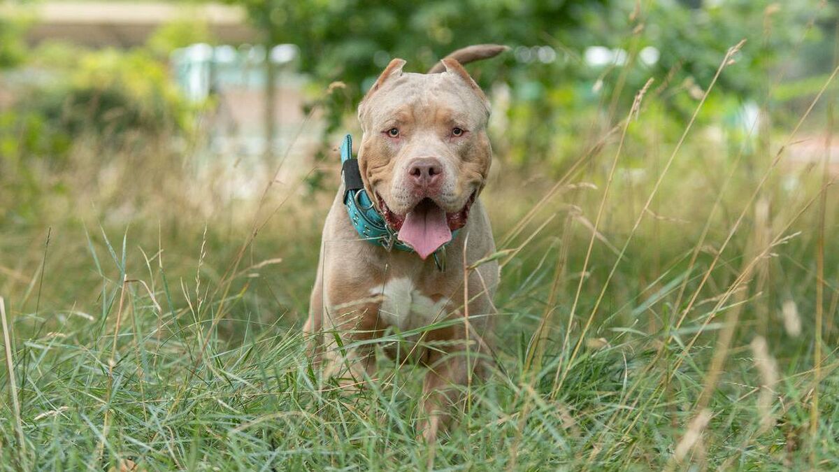 Relief for Waterford dog shelters as bully ban altered