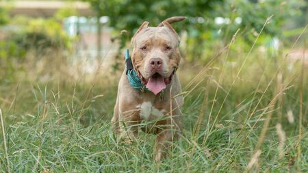 Relief for Waterford dog shelters as bully ban altered