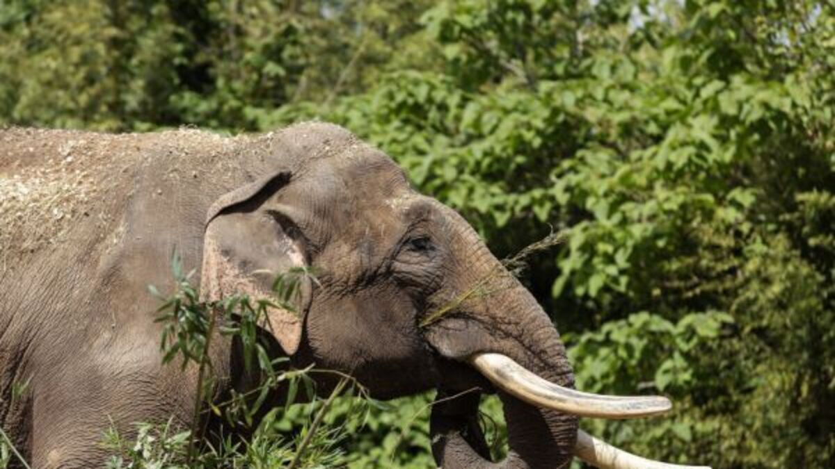 Dublin Zoo spends up to €150,000 in bid to save Asian elephants from EEHV outbreak