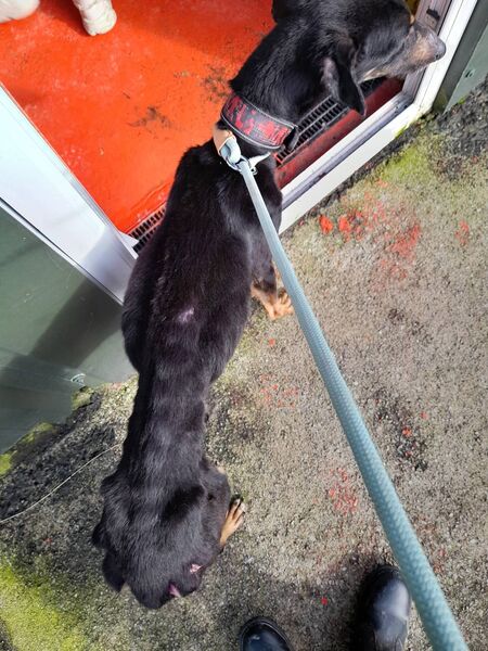 Ted before photo. Image: ISPCA