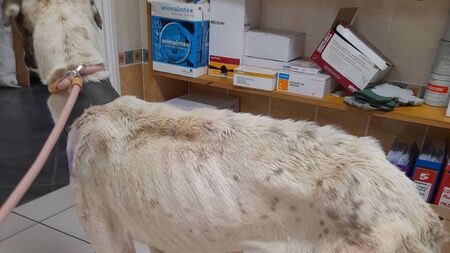 Waterford man convicted of cruelty to Lurcher dogs