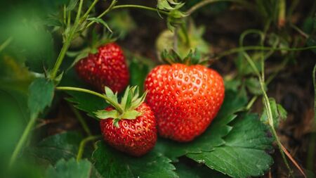 Green Fingers: Growing some fruit is a soft touch