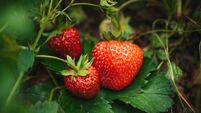Green Fingers: Growing some fruit is a soft touch