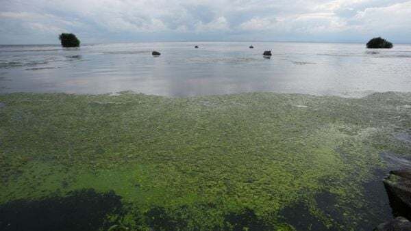 Blue-green algae on Ireland's largest lake to be observed from space