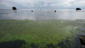 Blue-green algae on Ireland's largest lake to be observed from space