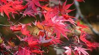 Green Fingers: Fall for a fabulous flaming autumn