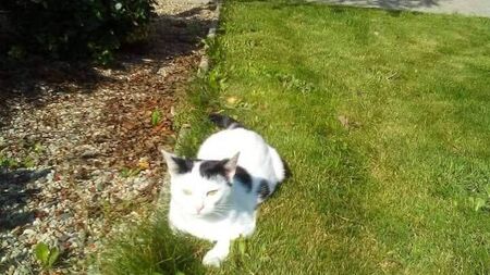 Appeal made for information on missing Waterford family pet