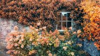 Green Fingers: Winding down while celebrating the autumn