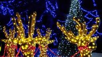 Mount Congreve and Tramore's Japanese Gardens prepare for festive season 