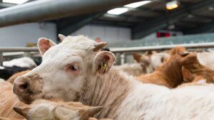 Waterford Farming: Latest results from Dungarvan Mart