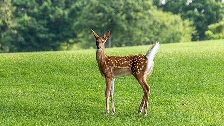 West Cork councillors call for deer cull as motorists report 'near misses'