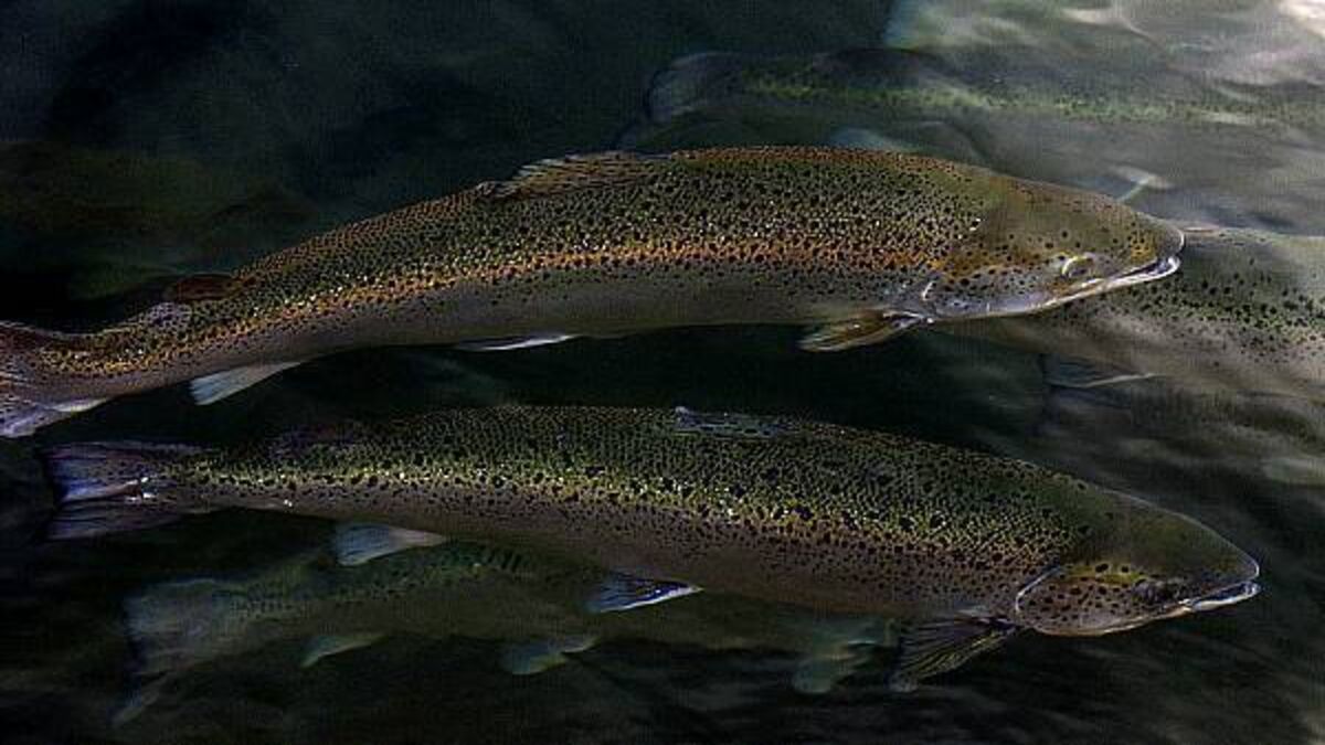 Applications for licences for €8.9m Cork salmon farm must be reconsidered, court rules