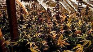 Man arrested after gardaí discover cannabis farm inside south Dublin home