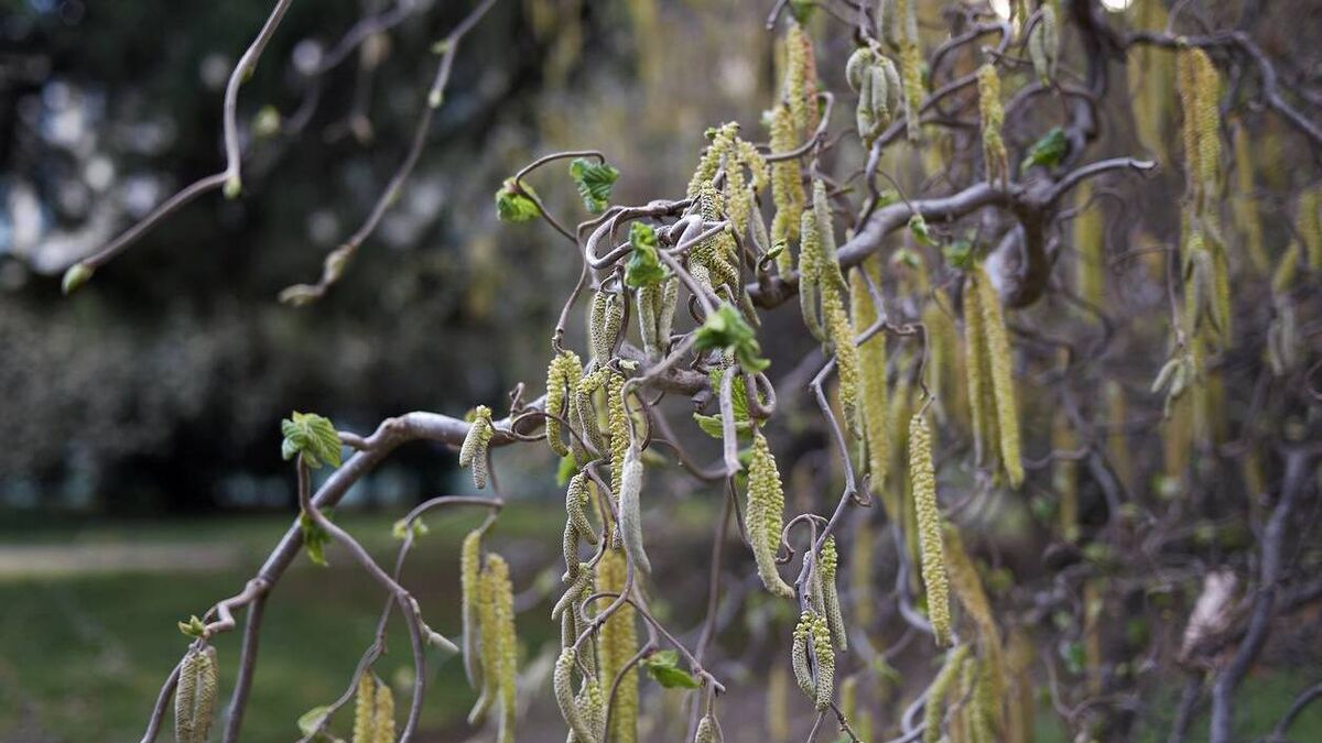 Green Fingers: It makes sense to use scented plants in winter