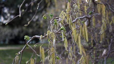Green Fingers: It makes sense to use scented plants in winter
