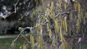 Green Fingers: It makes sense to use scented plants in winter Green Fingers: It makes sense to use scented plants in winter