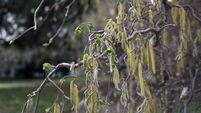 Green Fingers: It makes sense to use scented plants in winter