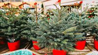 Green Fingers: Mistletoe and wine and more