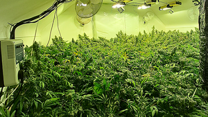 One arrest after ‘cannabis factory’ discovered in Co Tyrone One arrest after ‘cannabis factory’ discovered in Co Tyrone
