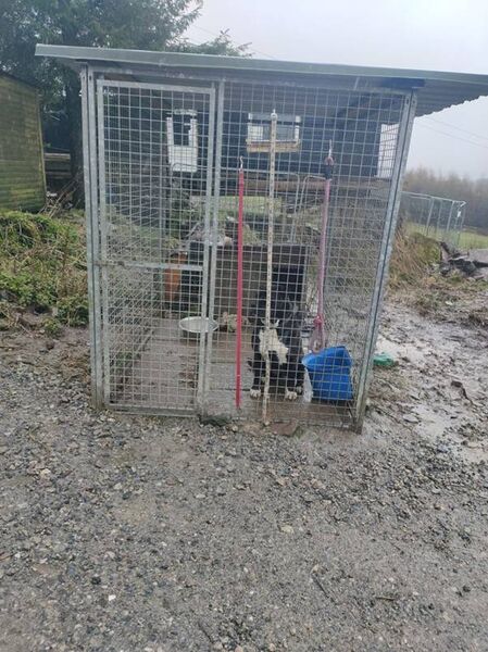 Neither Pat Edwards or Pauline Doyle were able to identify the dog in this picture and struggled to identity the cage itself and its location within the sanctuary. Pauline said: "I don’t remember that pen." Photo: ISPCA Neither Pat Edwards or Pauline Doyle were able to identify the dog in this picture and struggled to identity the cage itself and its location within the sanctuary. Pauline said: "I don’t remember that pen." Photo: ISPCA