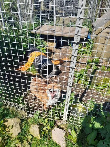 One of the foxes that was at the sanctuary. Photo: ISPCA One of the foxes that was at the sanctuary. Photo: ISPCA