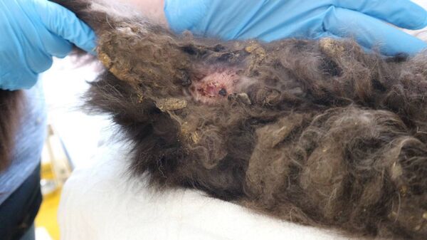 One of the cats recovered. Photo: ISPCA One of the cats recovered. Photo: ISPCA