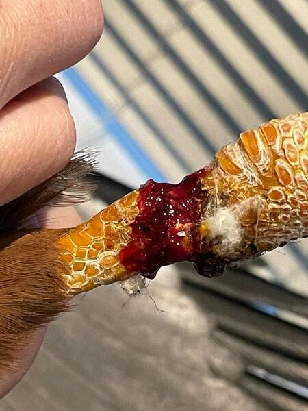 An injured bird's leg. Photo: ISPCA An injured bird's leg. Photo: ISPCA