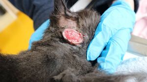 Have you donated to the 'House of Horrors'? - The Déise Animal Sanctuary scandal Have you donated to the 'House of Horrors'? - The Déise Animal Sanctuary scandal