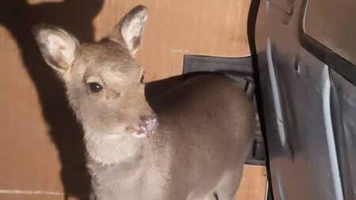 Scared little deer rescued by good Samaritan