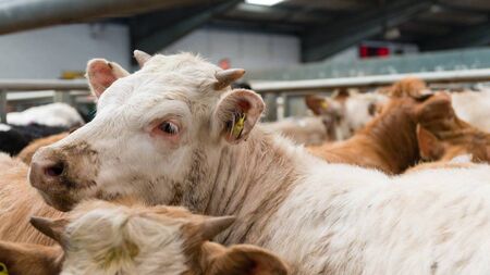 Farming: Dungarvan Mart results