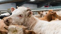 Farming: Dungarvan Mart results