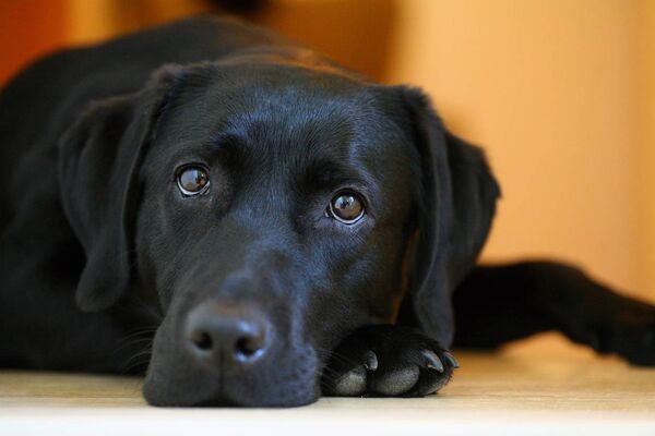 Consider if your home and family lifestyle are suited to keeping a dog as a pet.
