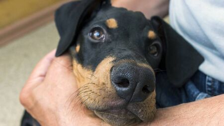 'Not just for Christmas': Think twice before gifting or buying pets