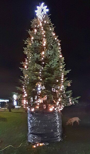 Pet Memorial Tree, Tramore