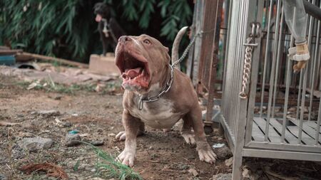 XL Bullies to become illegal in February