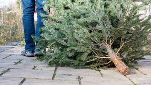 Christmas tree shredding in Waterford Christmas tree shredding in Waterford